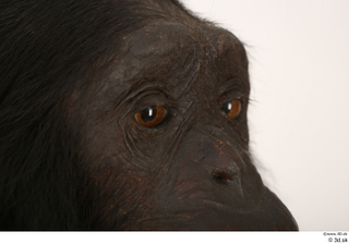 Chimpanzee Bonobo eye 0004.jpg